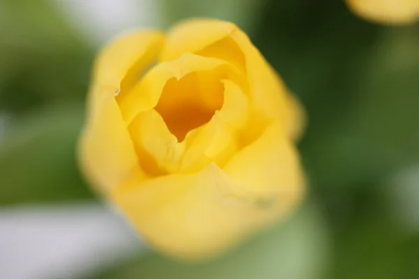 Gelbe Tulpe — Stockfoto