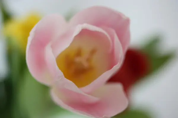 Розовый тюльпан (макрос) ) — стоковое фото
