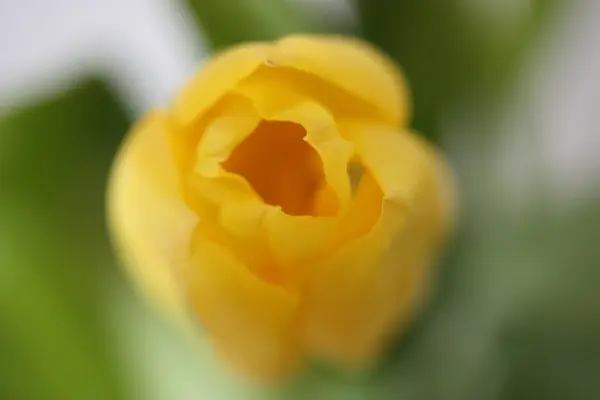 Macro tulipa amarela fresca — Fotografia de Stock