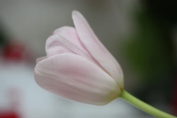 Rosa Tulpe — Stockfoto