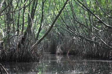 Mangrov çalılıkları. Bentota Nehri. Sri Lanka.