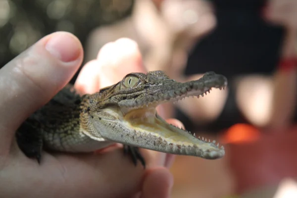 Cube de crocodile dans une main — Photo