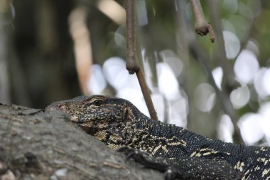 bir ağaç gövdesinde yalan monitör kertenkele