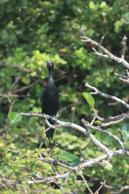 bir dal üzerinde oturan siyah eglet.