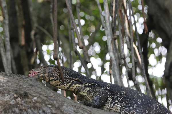 Le lézard moniteur couché sur un tronc d'arbre et mangeant de la viande. Asie, Sri Lanka, Rivière Bentota . — Photo