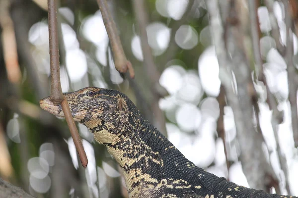 Монітор ящірка лежить на стовбурі дерева — стокове фото