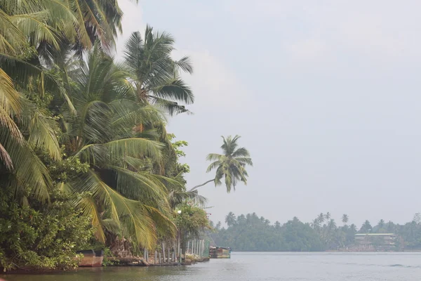 Vindo pela margem do rio. Rio Bentota. Sri Lanka . — Fotografia de Stock