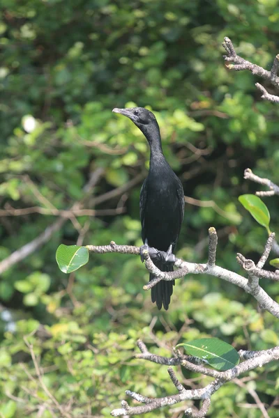 Black eglet sitting on a branch. — Stock Photo, Image