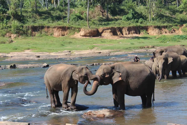 Dois elefantes abraçando uns aos outros seus troncos — Fotografia de Stock