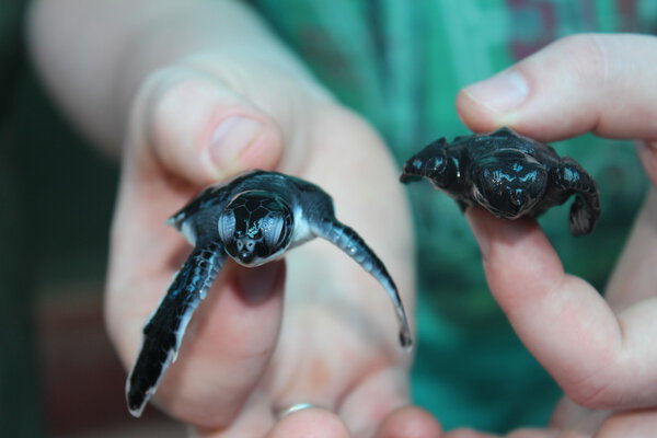 Cubs of turtles in hands of the man.