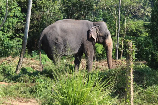 Elefante acorrentado no orfanato Pinnawela . — Fotografia de Stock