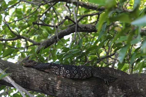 监控蜥蜴在树上休息. — 图库照片