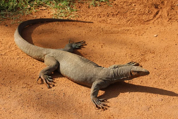 Monitorar lagarto na estrada arenosa . — Fotografia de Stock