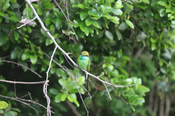 Kingfisher kuş Sri Lanka. — Stok fotoğraf