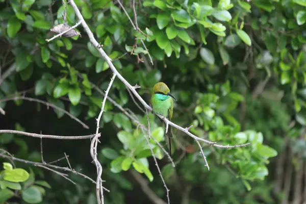 Ijsvogel vogel in Sri Lanka — Stockfoto
