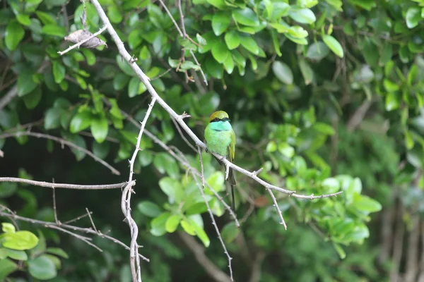Kingfisher kuş Sri Lanka. — Stok fotoğraf