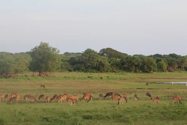 alageyik sıyrılmak.