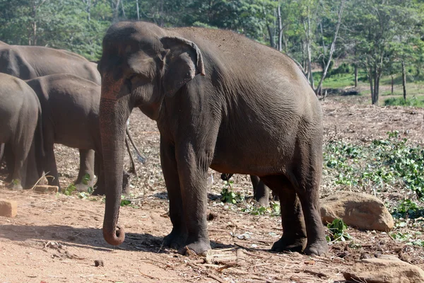 Orfanato de elefantes en Pinnawela, Sri Lanka . — Foto de Stock