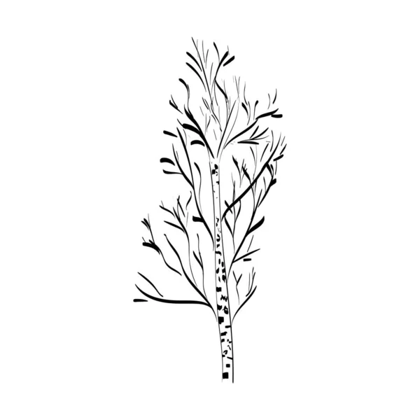 葉のない白樺の木 白樺の木のシルエット 白に隔離されたベクトル — ストックベクタ