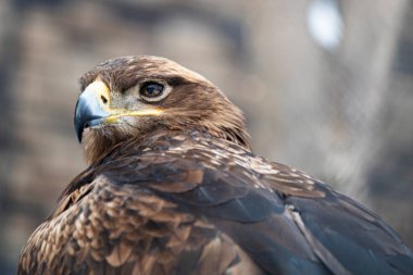 Beyaz kuyruklu kartal fotoğrafı bulanık arkaplanda yakın plan