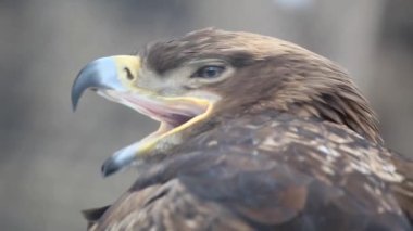 Beyaz kartal arka planda bulanık esniyor.