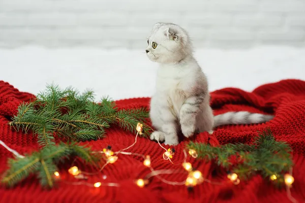 Chaton pliant écossais joue sur un plaid tricoté en rouge sur fond de branches et de guirlandes d'arbres de Noël. — Photo