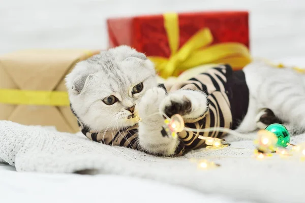 İskoç soyundan güzel gri kedi yavrusu Noel hediyelerinin arka planında örülmüş bir battaniyenin üzerinde yatıyor ve bir çelengi kemiriyor. — Stok fotoğraf