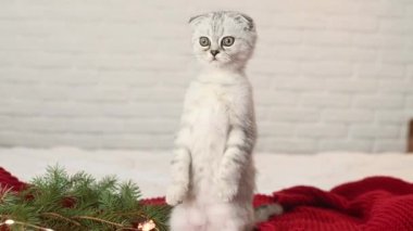 İskoç kedi yavrusu kırmızı örgü battaniyenin üzerinde yatıyor ve arka ayakları üzerinde duruyor Noel hediyelerinin ve Noel ağacı oyuncaklarının arka planında.