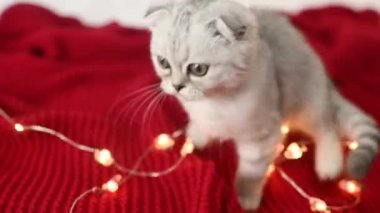 İskoç kedi yavrusu kırmızı örgü battaniyenin üzerinde yatıyor ve arka ayakları üzerinde duruyor Noel hediyelerinin ve Noel ağacı oyuncaklarının arka planında.