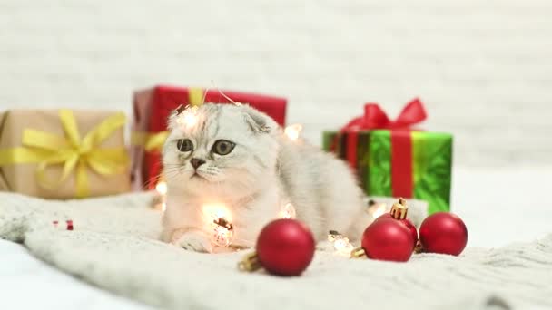 Schotse vouw kitten speelt liggend op een gebreide deken tegen de achtergrond van kerstcadeaus en kerstboom speelgoed. — Stockvideo