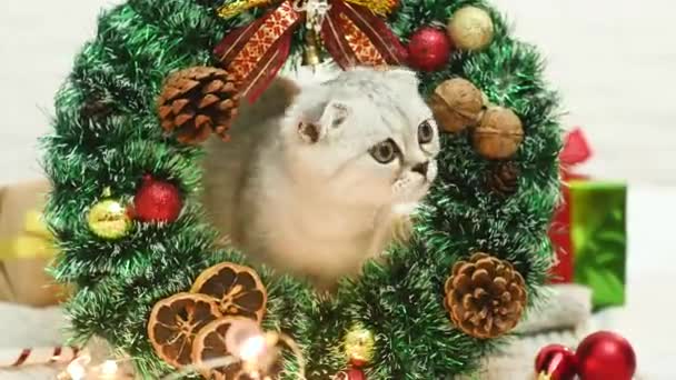 Skotský složit kotě hry ležící na pletenou přikrývku na pozadí vánoční dárky a vánoční stromeček hračky. — Stock video