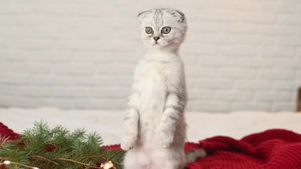 Шотландский складной котёнок играет на красном трикотажном одеяле и стоит на задних лапах на фоне рождественских подарков и рождественских игрушек.. — стоковое видео