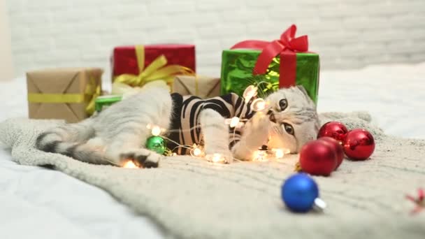 Hermoso gatito gris con un pliegue escocés en un traje de tigre rayado en una manta de punto sobre el fondo de los regalos, juguetes del árbol de Navidad y luces de Navidad. Año del Tigre — Vídeo de stock