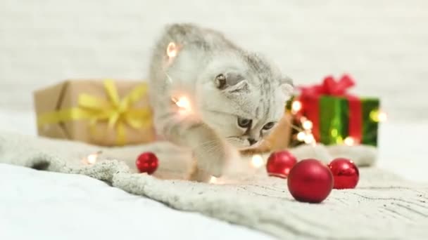 Escocês dobra gatinho joga deitado em um cobertor de malha contra o fundo de presentes de Natal e brinquedos de árvore de Natal. — Vídeo de Stock