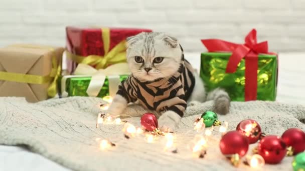 Piękny szary kociak ze szkocką fałdą w pasiastym kostiumie tygrysa na dzianinie na tle prezentów, zabawek choinkowych i lampek świątecznych. Rok Tygrysa — Wideo stockowe