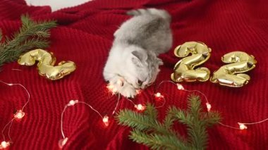 İskoç kedi yavrusu kırmızı arka planda ve arka planda 2022 ve Noel ışıkları var..