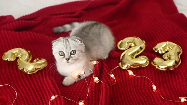 Schotse vouw kitten op een rode achtergrond en tegen de achtergrond van de nummers 2023 en kerstverlichting. — Stockvideo