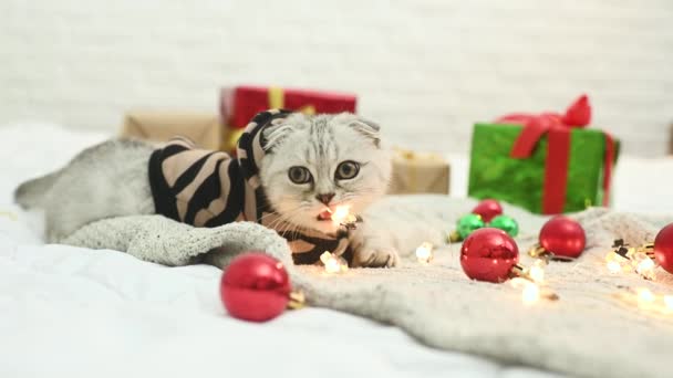 Όμορφο γκρι γατάκι με μια σκωτσέζικη πτυχή σε ένα ριγέ κοστούμι τίγρης σε μια πλεκτή κουβέρτα με φόντο τα δώρα, τα παιχνίδια χριστουγεννιάτικο δέντρο και τα φώτα των Χριστουγέννων. Έτος του Τίγρη — Αρχείο Βίντεο