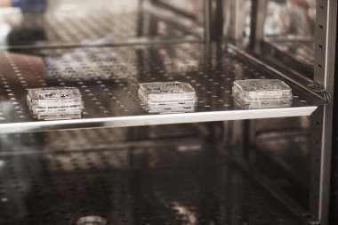 Bir tüp bebek kliniğinde yapay döllenme işlemi. Üreme ilacı, tüp bebek.