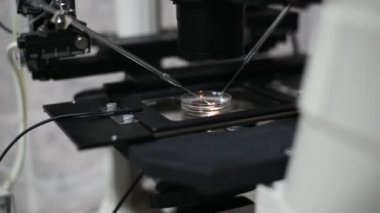 Bir tüp bebek kliniğinde yapay döllenme işlemi. Üreme ilacı, tüp bebek.