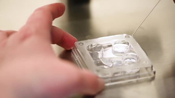Proces van kunstmatige inseminatie van een ei in een IVF kliniek. Reproductieve geneeskunde, in vitro bevruchting — Stockvideo