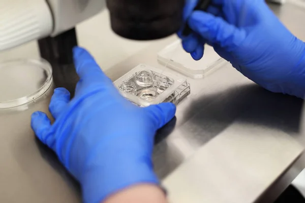 Tüp bebek kliniğinde yumurtayı yapay dölleme işlemi.