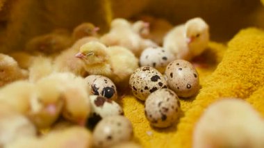 Sarı arka planda küçük sarı bıldırcın yavruları ve kümes hayvanları çiftliğindeki bıldırcın yumurtaları..