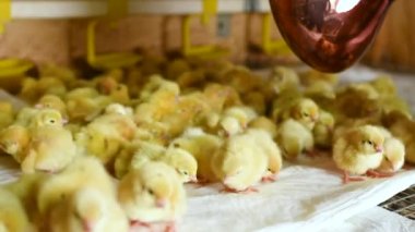 Küçük tavuklar ya da bıldırcın kümes hayvanları çiftliğindeki bir su kutusundan su içiyorlar.