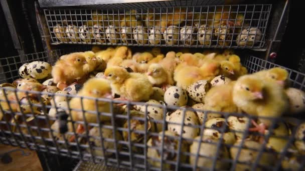 Hatching of chickens and quail in an incubator on a poultry farm. — Stock Video