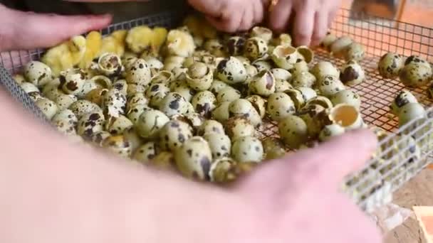 Las manos de un agricultor o criador transfieren codornices recién nacidas Pollitos de la incubadora a un recipiente de madera especial para un mayor crecimiento. — Vídeo de stock