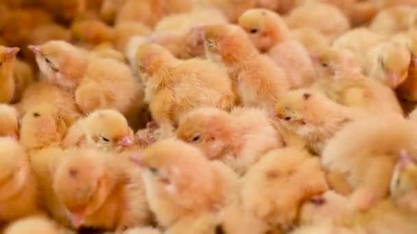 Hatching of chickens and quail in an incubator on a poultry farm. — Stock Video