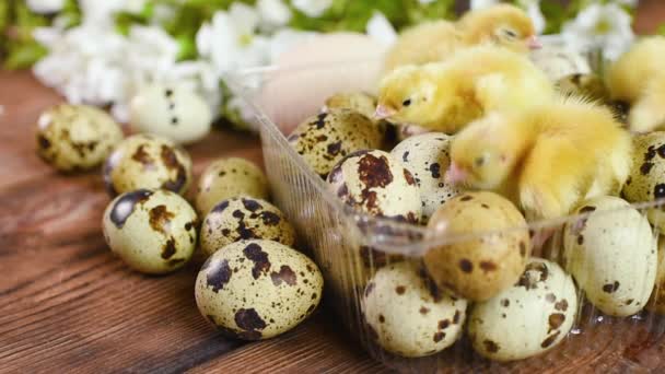 Primo piano di piccoli polli gialli o pulcini di quaglia in imballaggi di plastica con uova di quaglia su uno sfondo di fioriture bianche primaverili. — Video Stock