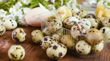 Küçük sarı tavuklara yakın çekim veya bıldırcın yavruları beyaz bahar çiçeklerinin arka planında bıldırcın yumurtalarıyla plastik ambalajda..