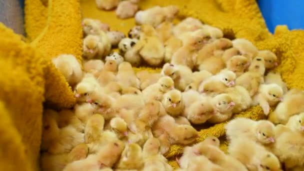 Pequeños polluelos de codorniz amarilla de cerca sobre un fondo amarillo y sobre el fondo de huevos de codorniz en una granja avícola . — Vídeo de stock